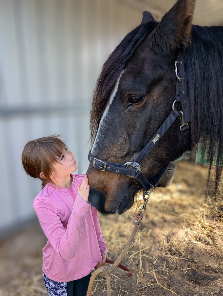 A young girl gently touching a dark horse's muzzle