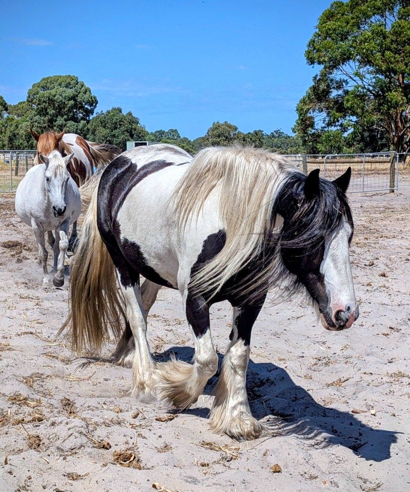 A black and white cob horse with a long flowing mane