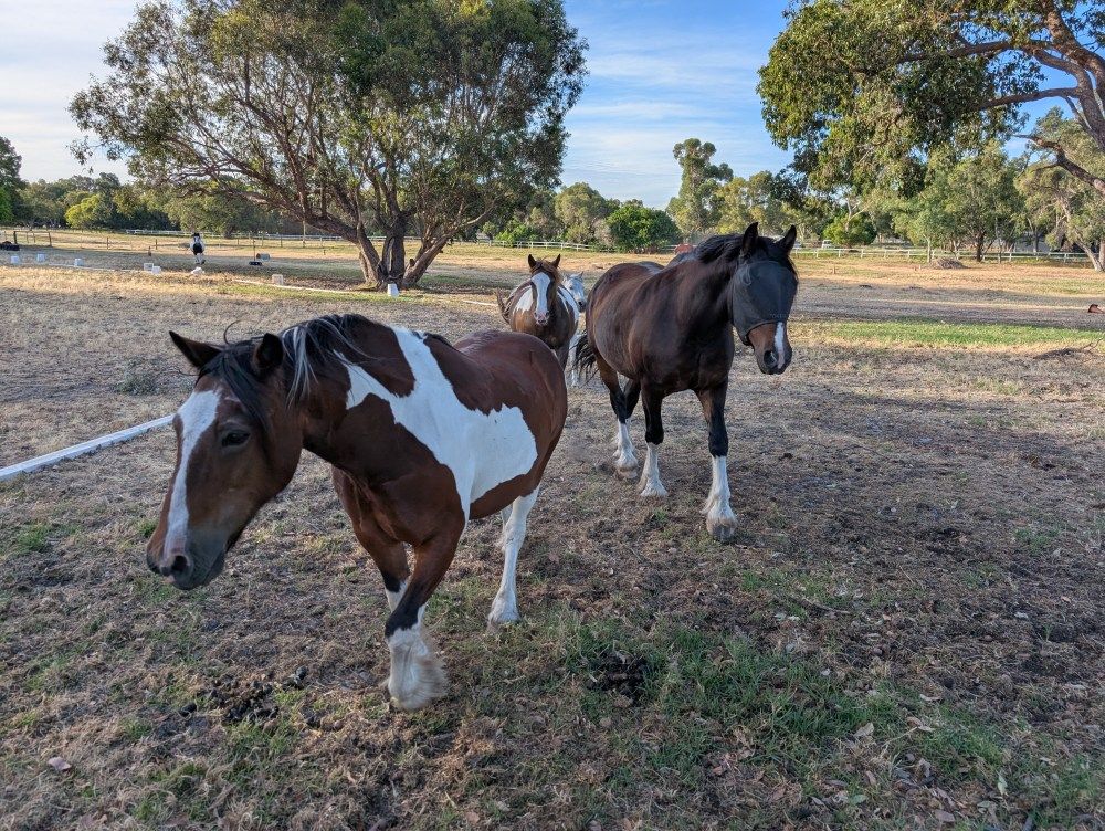 Three horses walking across the paddock under gum trees